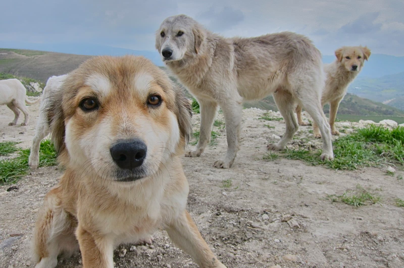 Three farm dogs on a high ridge above the vineyards at Il Censo, with the Sicilian hills receding into the distance behind them.