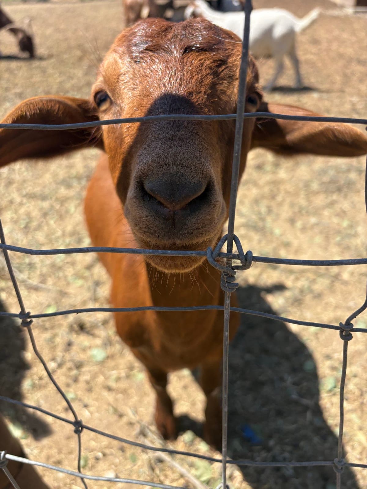 A brown goat pressing its face through a wire fence in bright sun, with more of the herd and dry pasture behind it.
