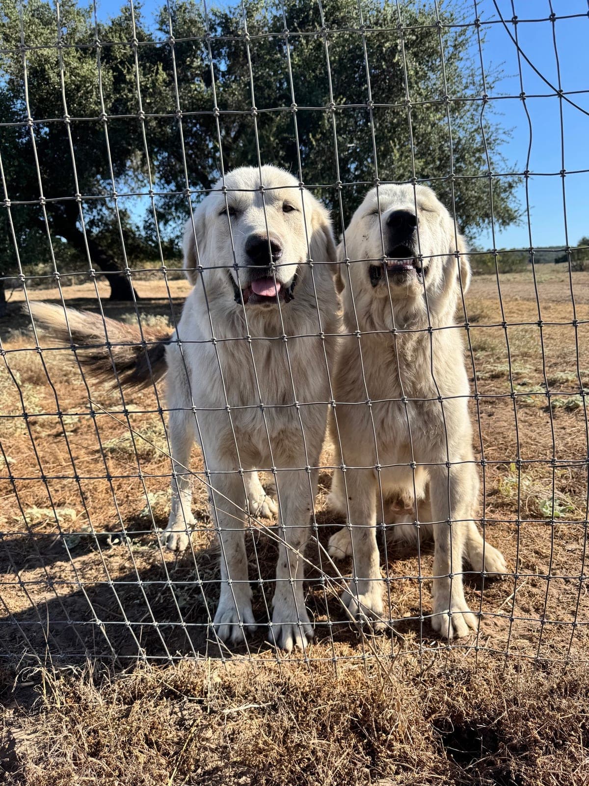 Two Great Pyrenees standing shoulder to shoulder behind a wire fence in dry summer pasture, an olive tree behind them.